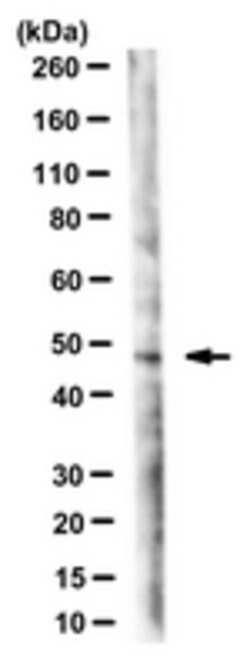 phospho-MLKL (Ser345) Mouse anti-Mouse, Clone: 7C6.1, MilliporeSigma 100